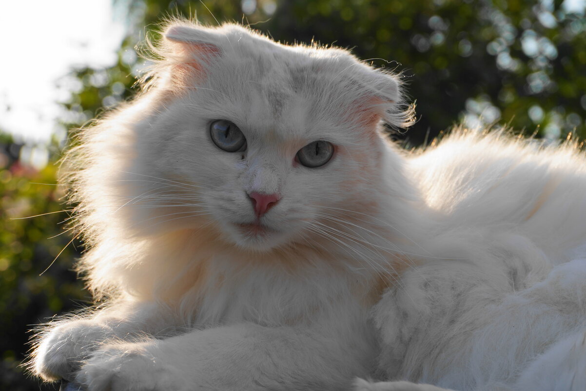 Я на солнышке лежу... - Сергей Ц