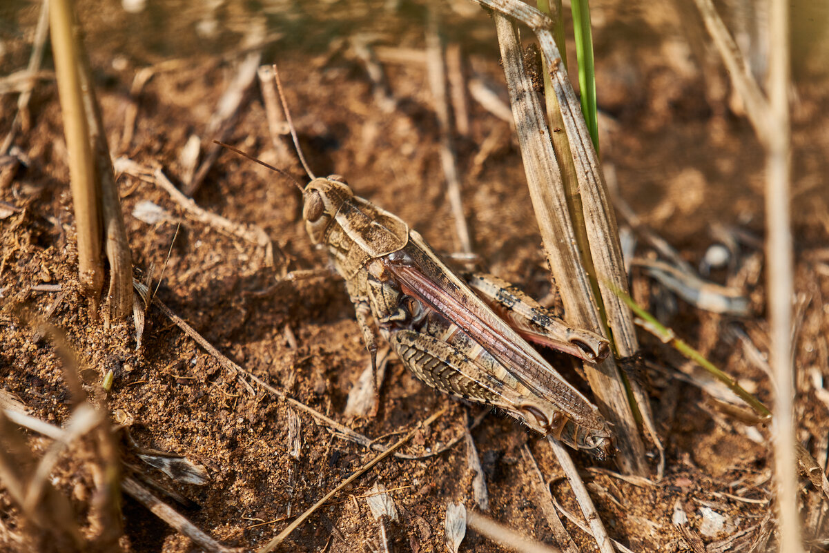 кузнечик - Александр Леонов