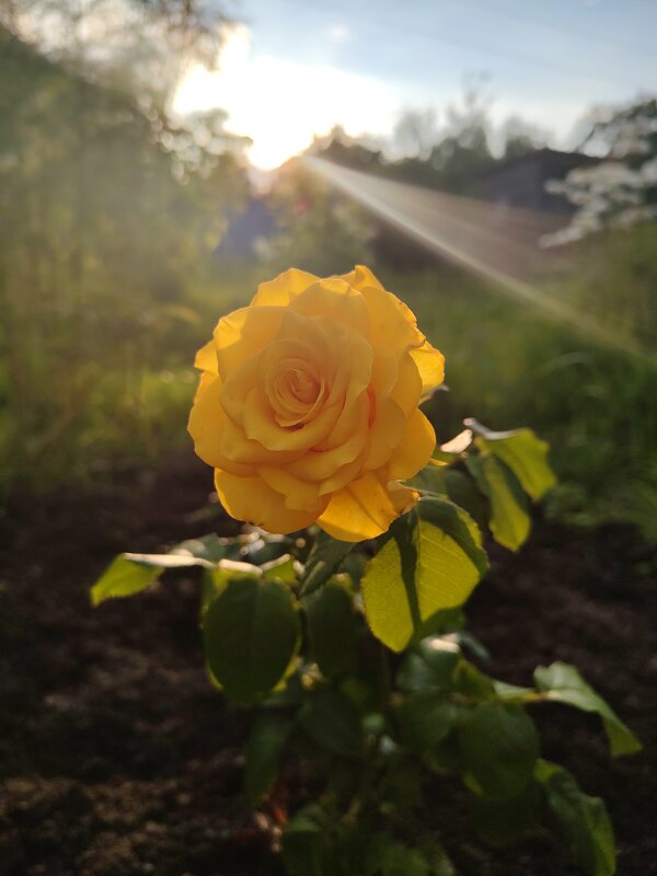 Лучи солнца - Андрей 