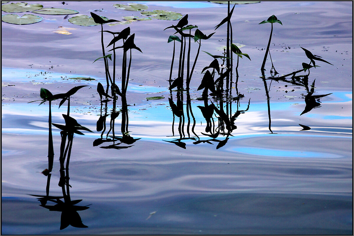 ~~ - Сергей Премонишын