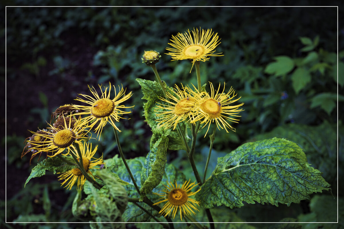 Девясил высокий - Владимир Кроливец Девясил высокий - Владимир Кроливец