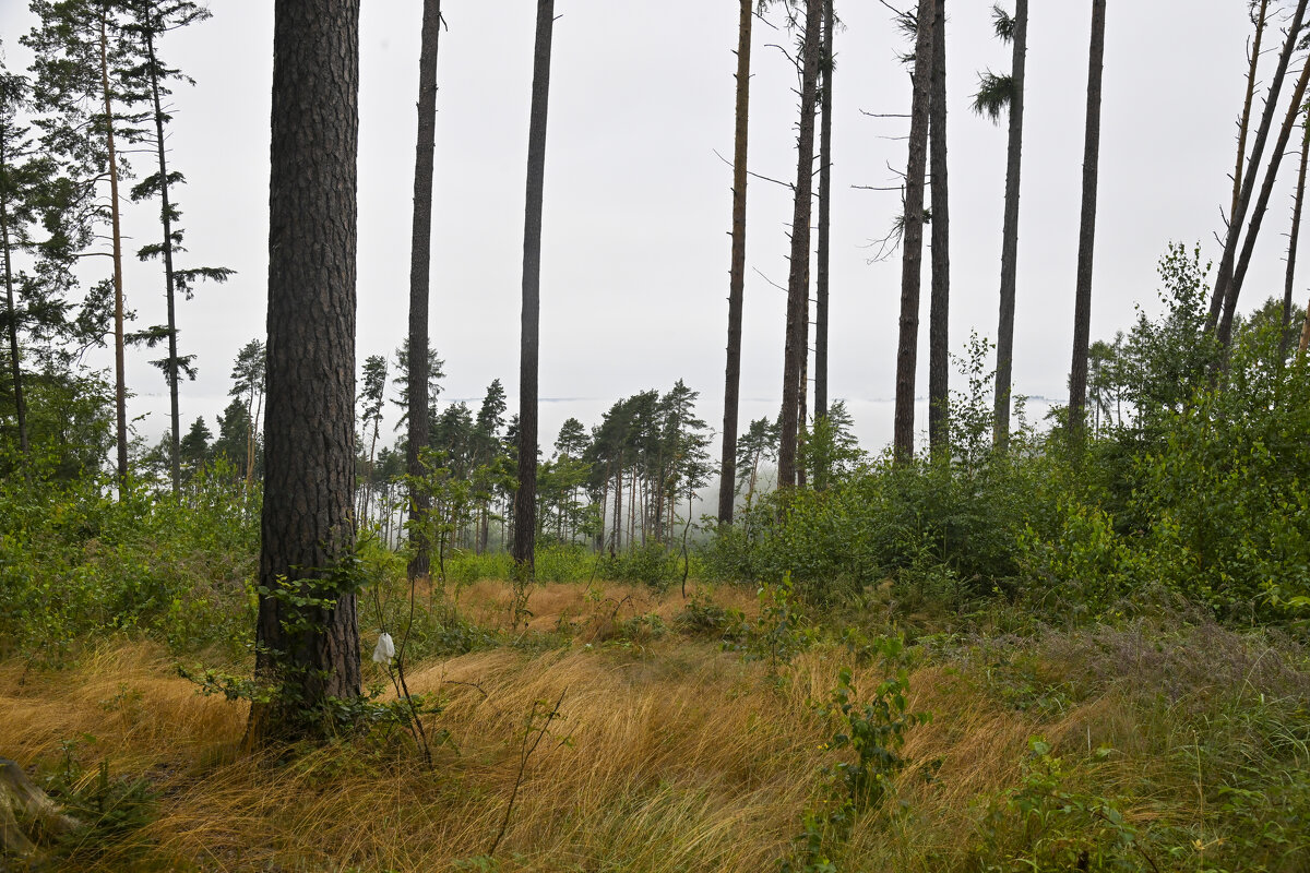 сегодня я гуляла в облаках - Осень 