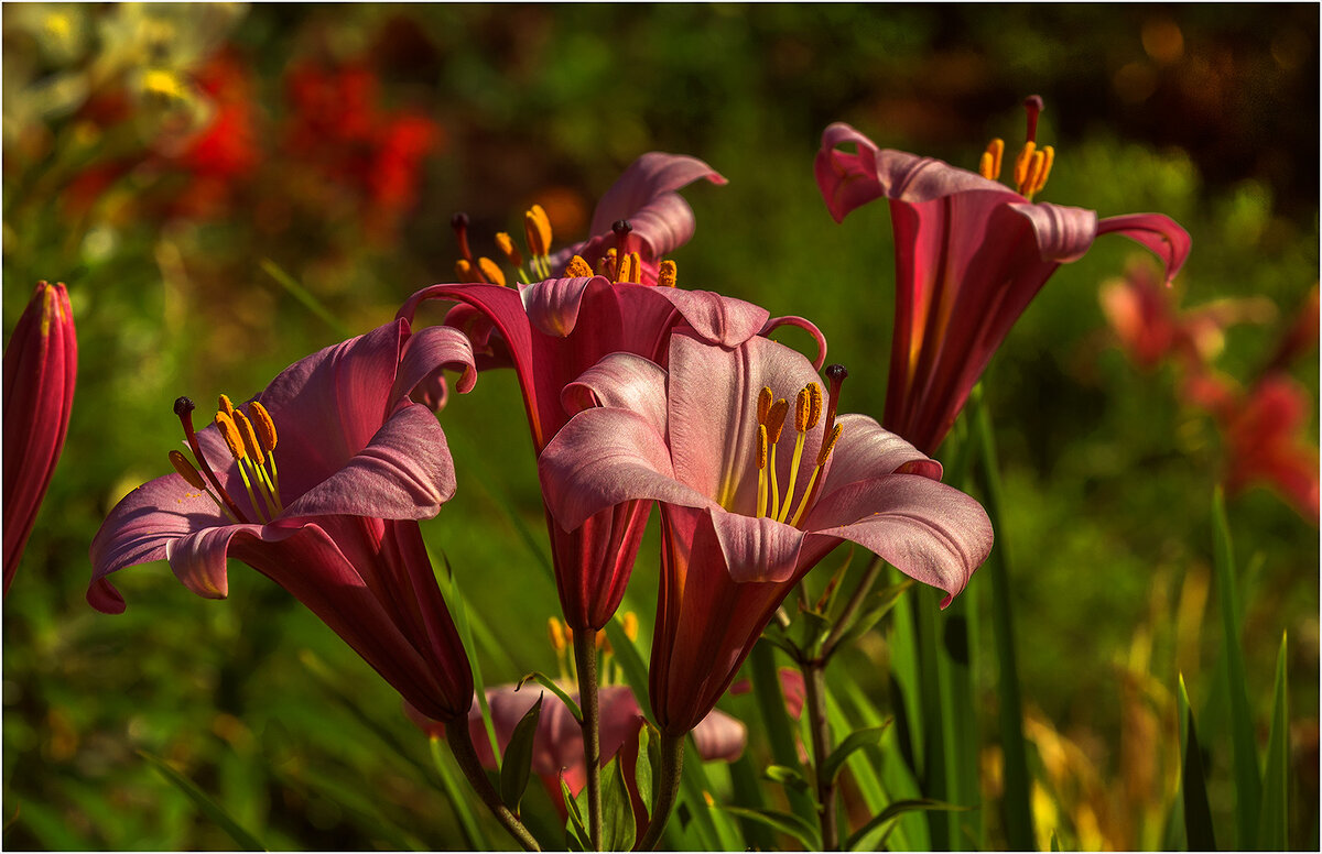 Дачные цветы - Валентин Котляров