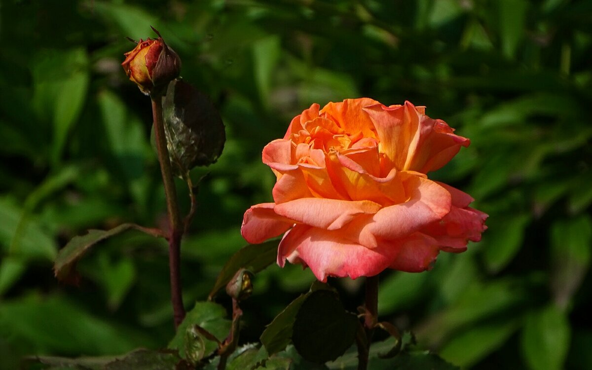 Лето и цветы - Милешкин Владимир Алексеевич 