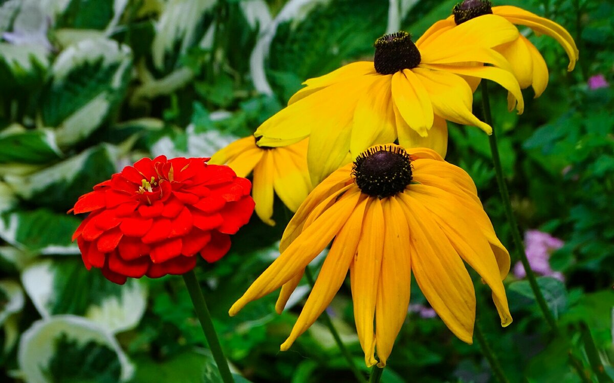 Цветы на городской клумбе. - Милешкин Владимир Алексеевич Цветы на городской клумбе. - Милешкин Владимир Алексеевич