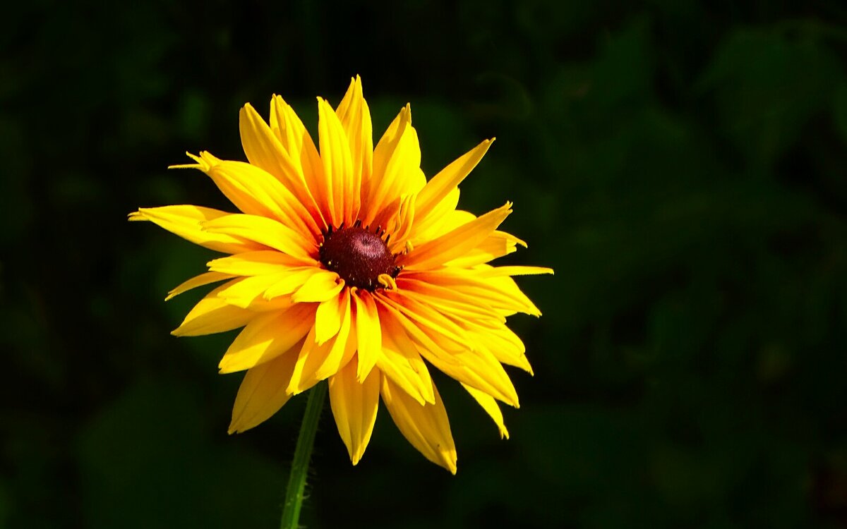 "Солнышко" - Милешкин Владимир Алексеевич "Солнышко" - Милешкин Владимир Алексеевич