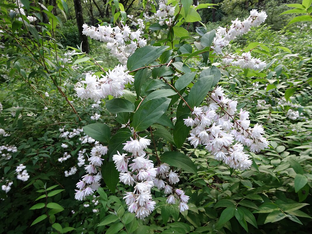 Дейция шершавая - Лидия Бусурина