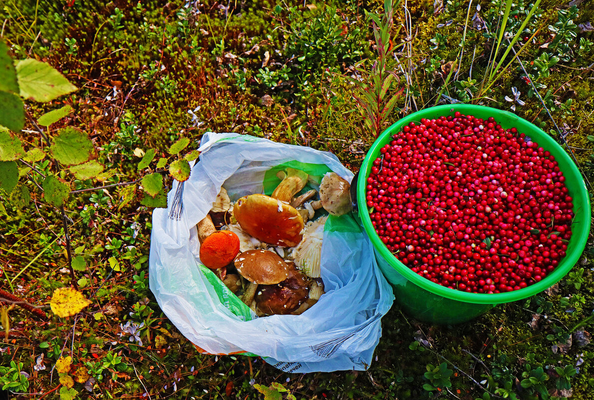 Щедрый август! Дары природы! - Владимир 