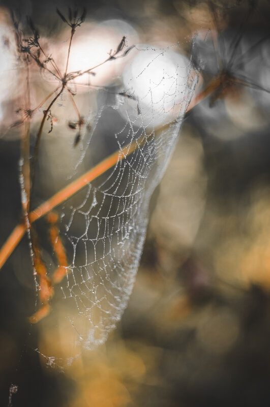 Паутинка - Lyubov Busova