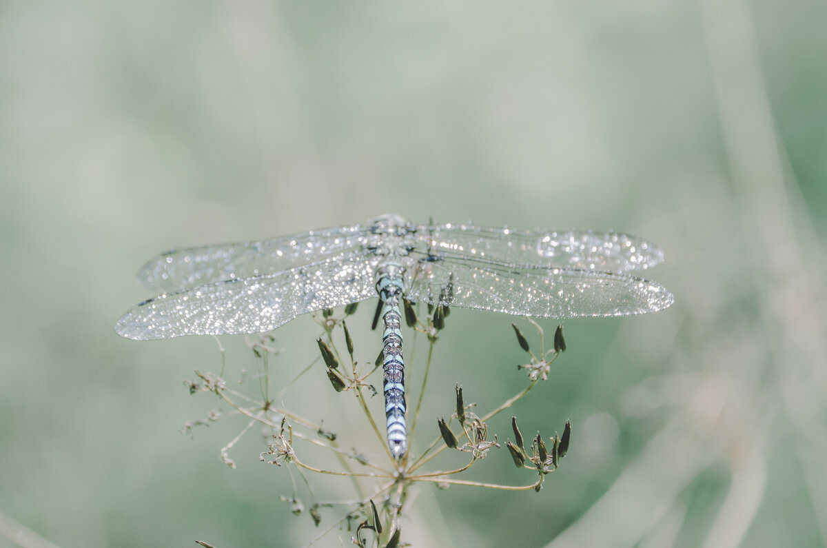 Стрекоза - Lyubov Busova