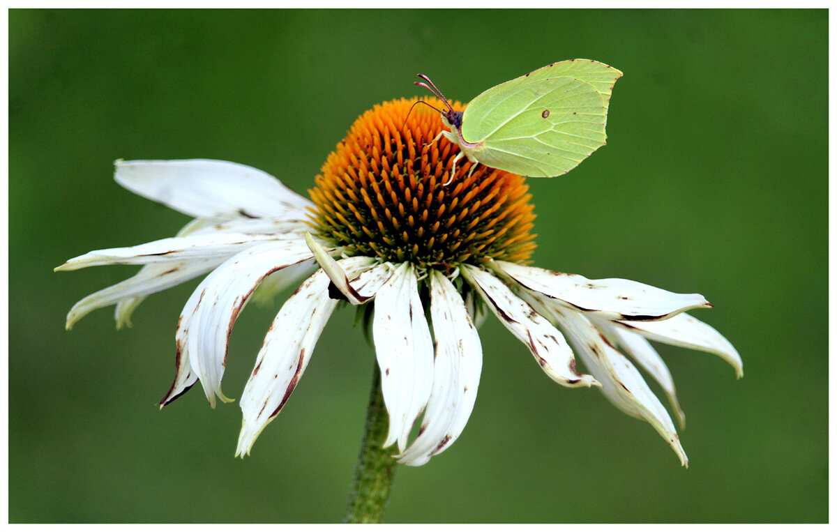 Пока еще цветут.... - Aleksandr Gal