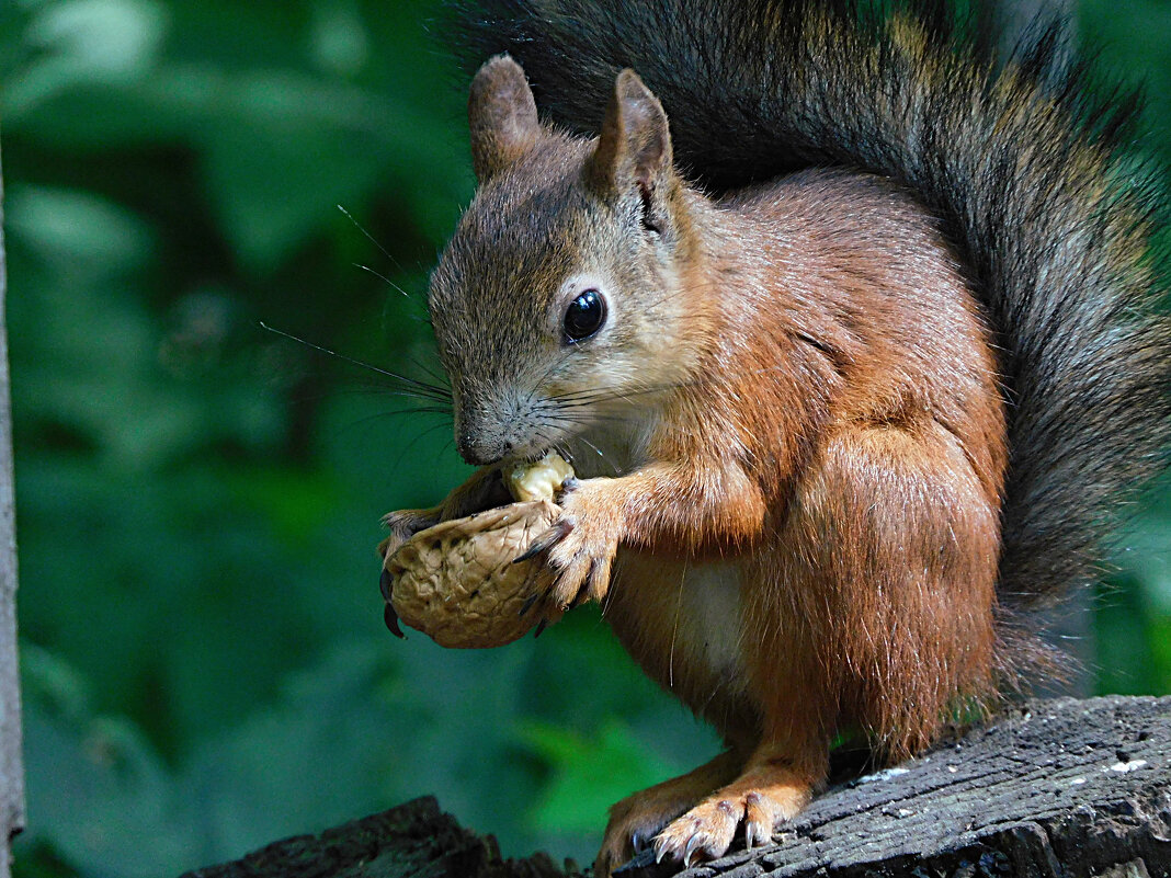 Белка с грецким орехом - Лина 