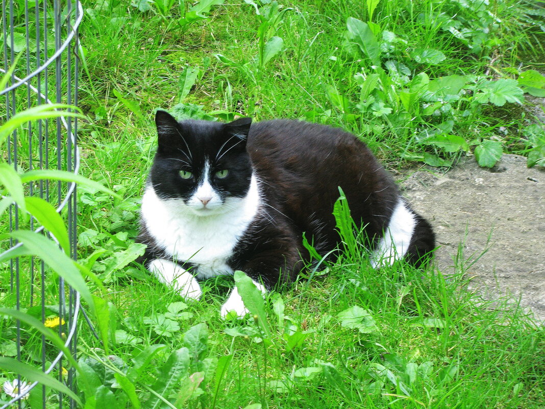Прячется в тенёчке - Людмила Смородинская Прячется в тенёчке - Людмила Смородинская