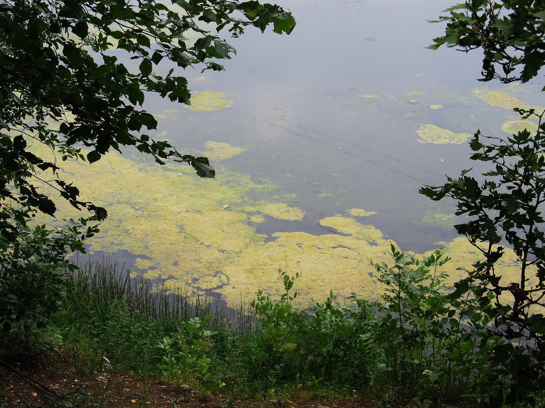 за городом - Елена Шаламова