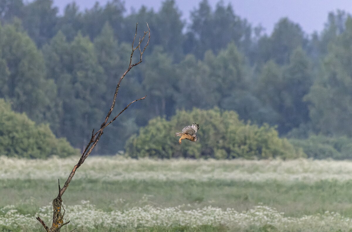 сова болотная. - юрий макаров