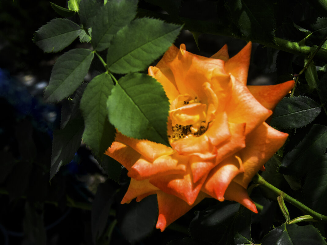 Оранжевая роза - Валентин Семчишин