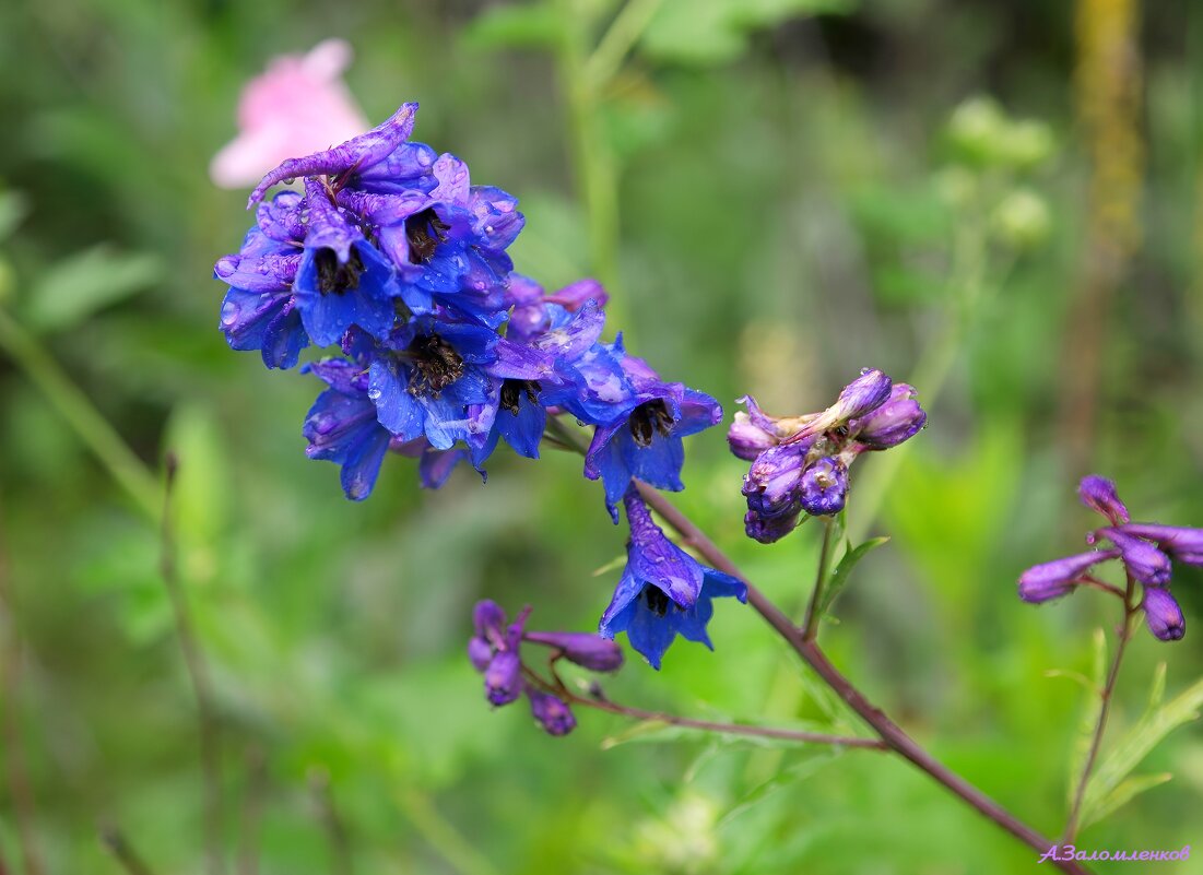 Про дельфиниум... - Андрей Заломленков