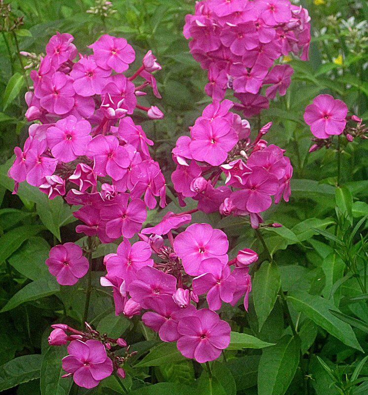 ***** - Елена Семигина