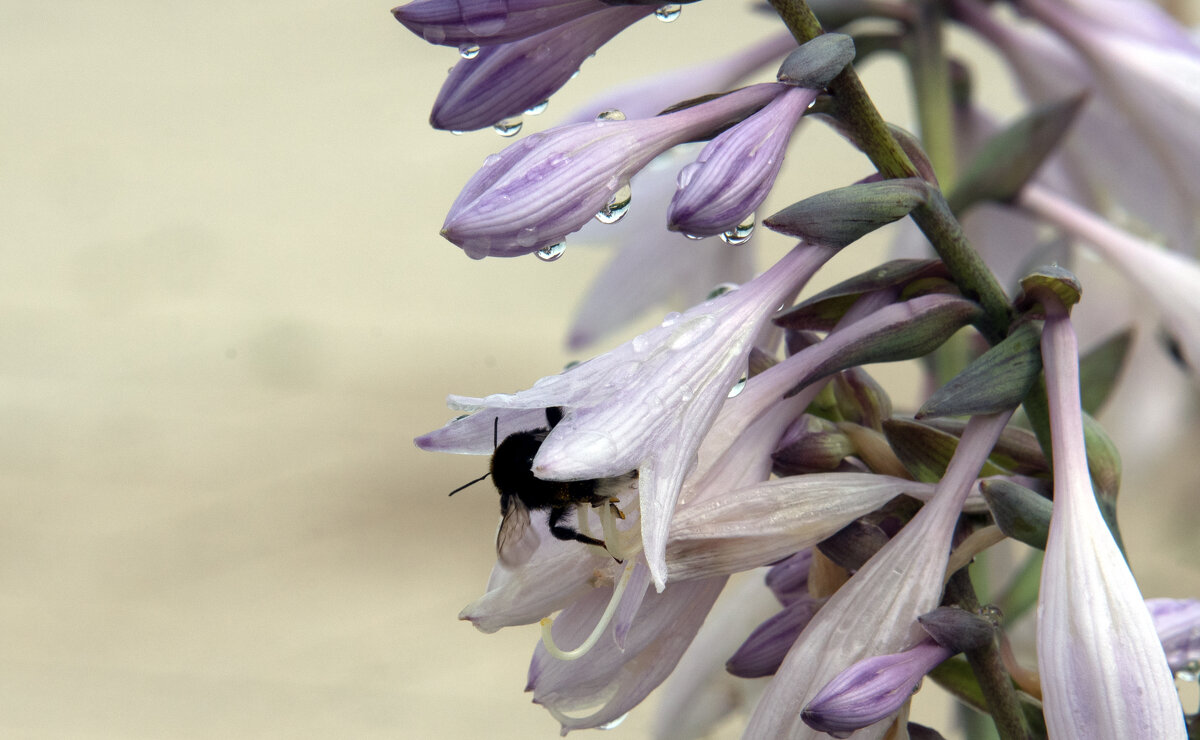 *** - Владимир Безбородов