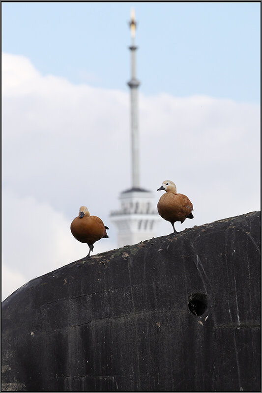 **** - Сергей Премонишын