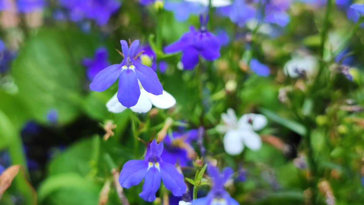 ,,, - Сергей Тимоновский