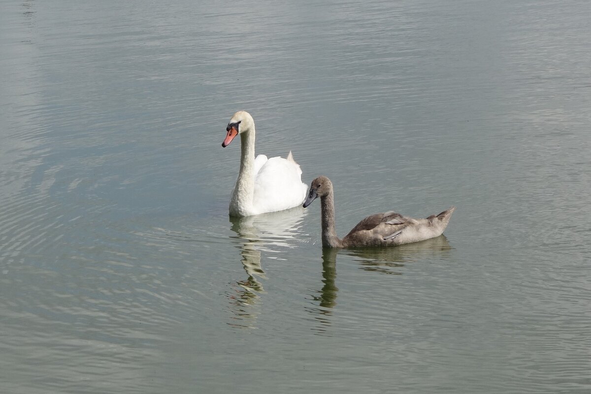 Лебединая семья - Рита Симонова Лебединая семья - Рита Симонова
