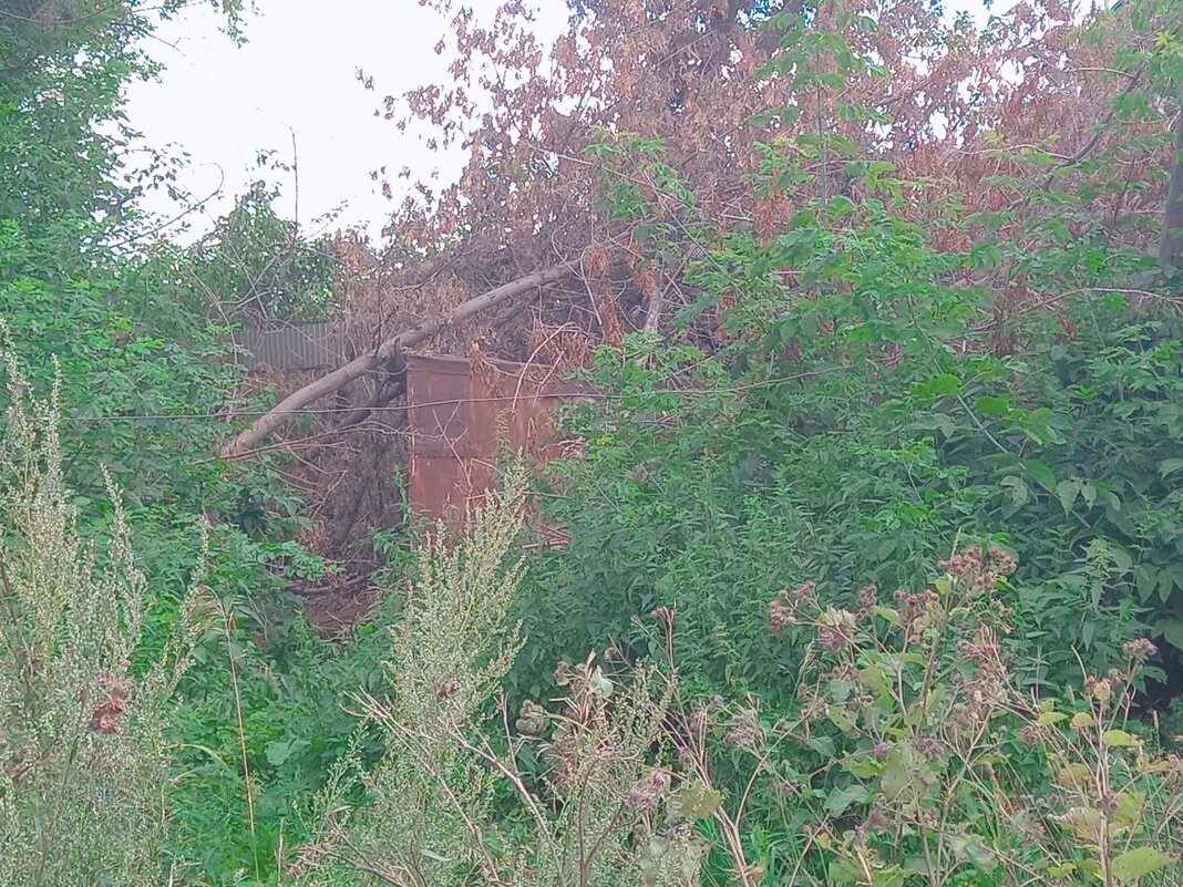 Гараж, в зарослях прошлого - Игорь Солдаткин