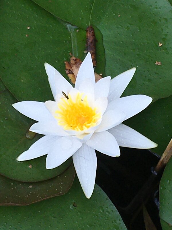 На озере... - Владимир Павлов