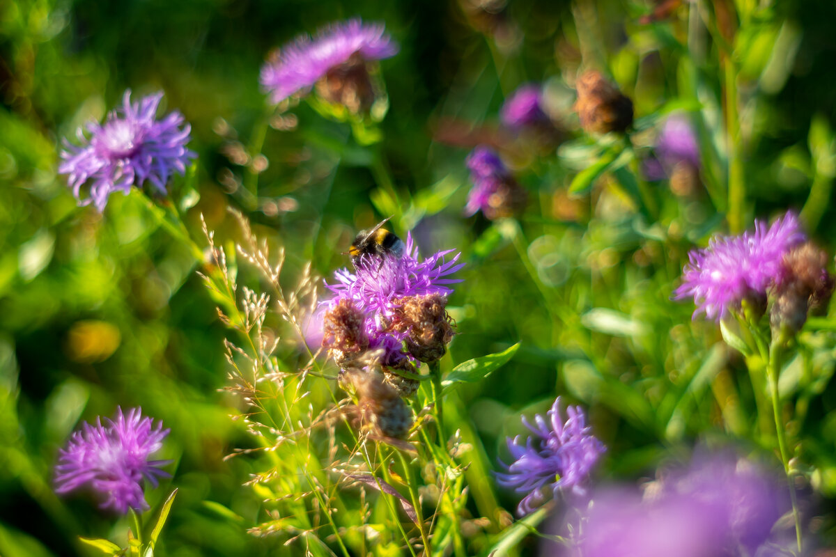 Просто лето - Олег Дорошенко