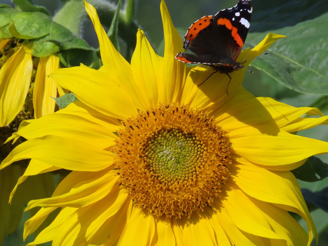 Август. - Ольга Митрофанова