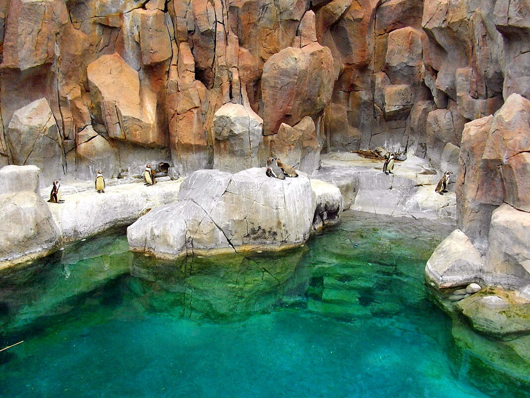 Здесь пингвинам хорошо живётся. (Jungle Park). Тенерифе. - Лия ☼