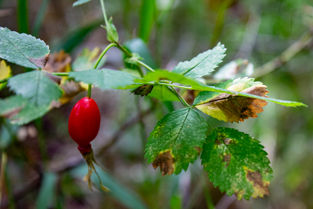 Шиповник в начале августа - Светлана SvetNika17
