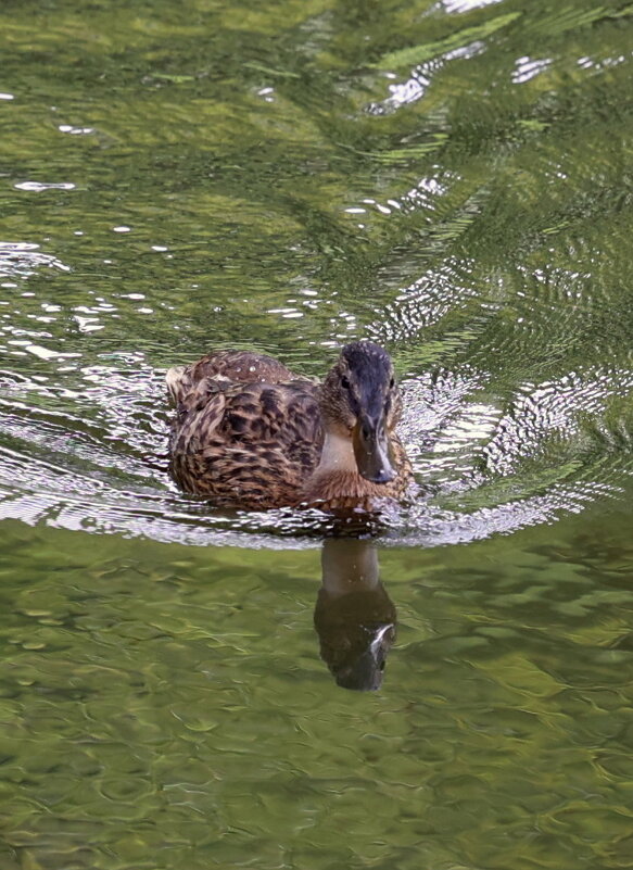 Уточка на Тускари. - Александр Кондаков