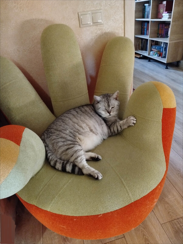 Котик Баксик! - Надежда 