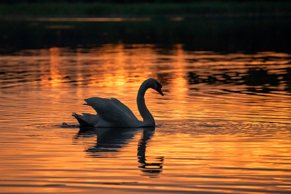 На закате... - Виктор Желенговский