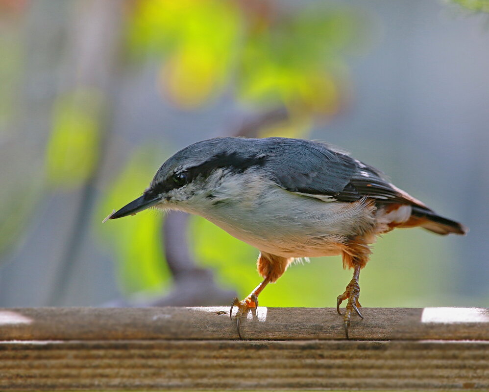 на кормушке в свете контровом ... - Andrey Bragin 