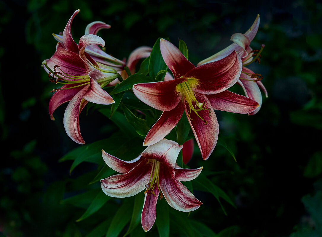 Лилия - Cергей Александров