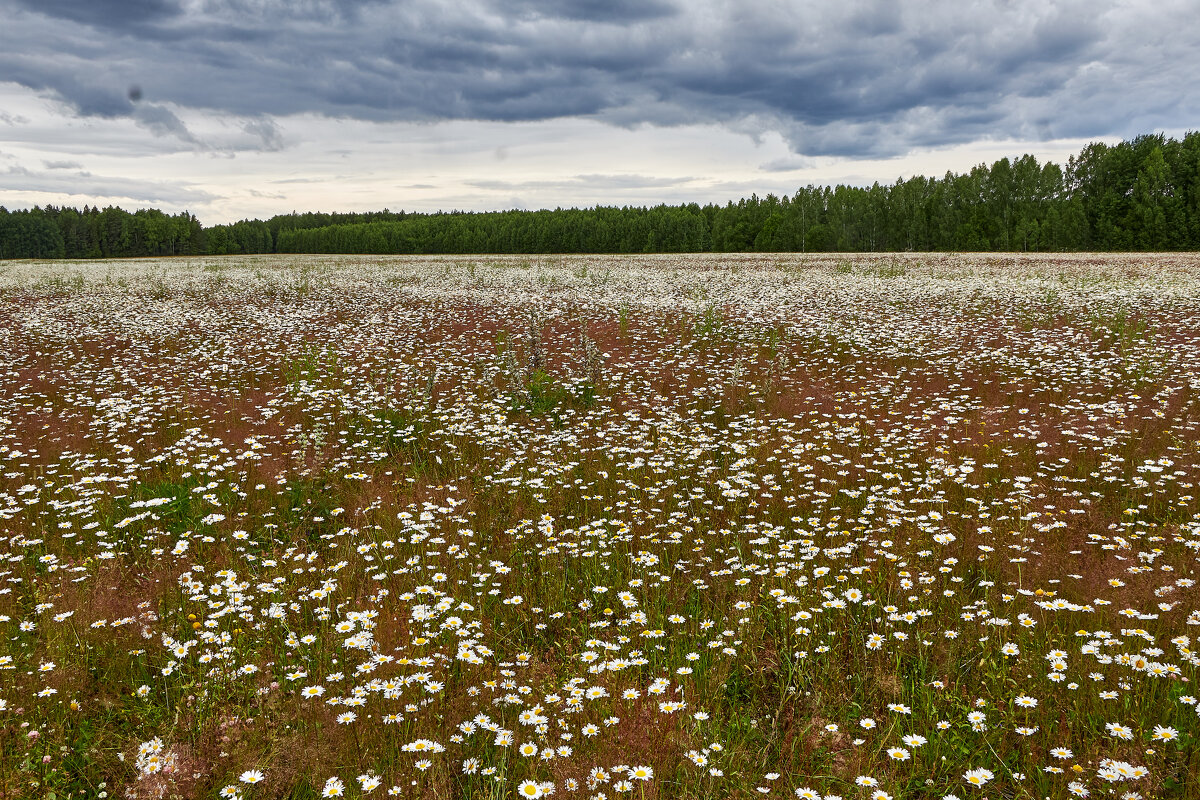 Ромашковое поле - Алексей Р.