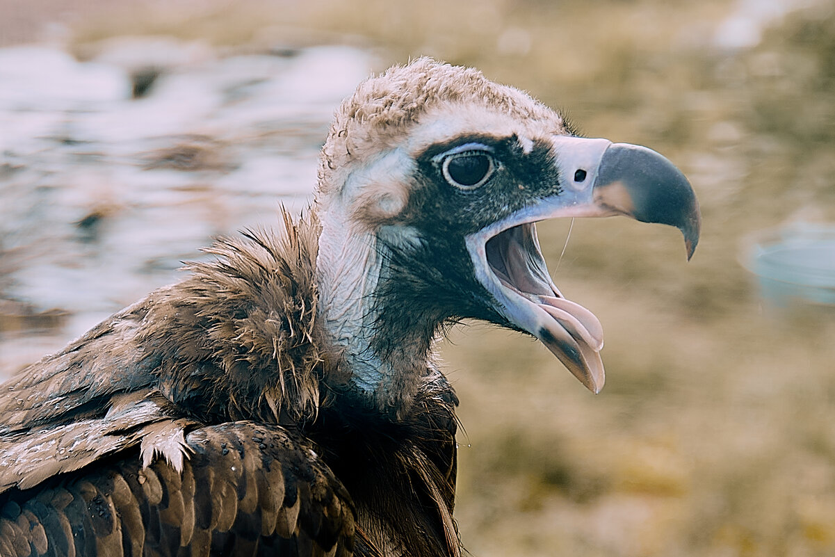 - - Андрей Мясоедов