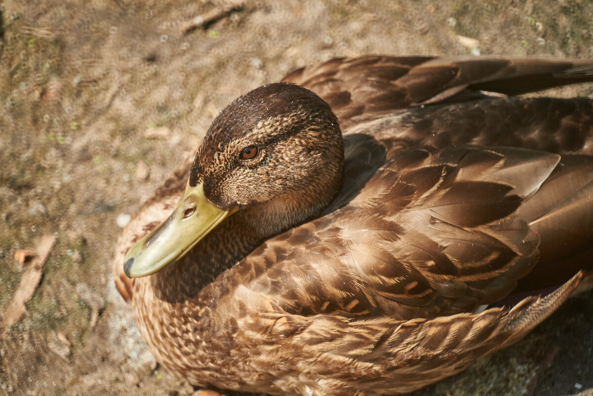 Утка - Александр Леонов