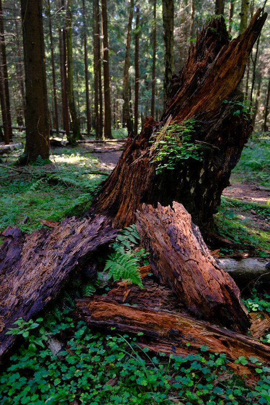 Пенек - Dar(k) Life Пенек - Dar(k) Life