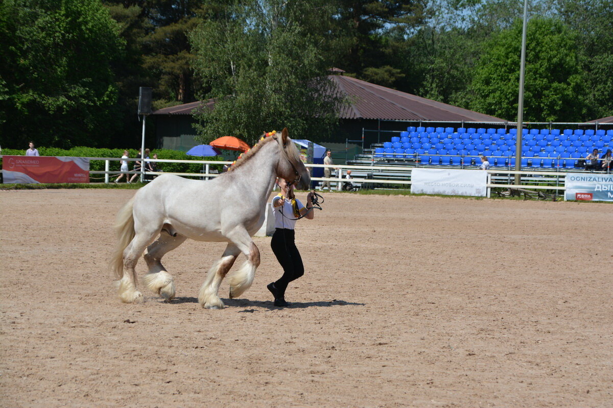 Международная конная выставка "Иппосфера" 2025 - Николай 