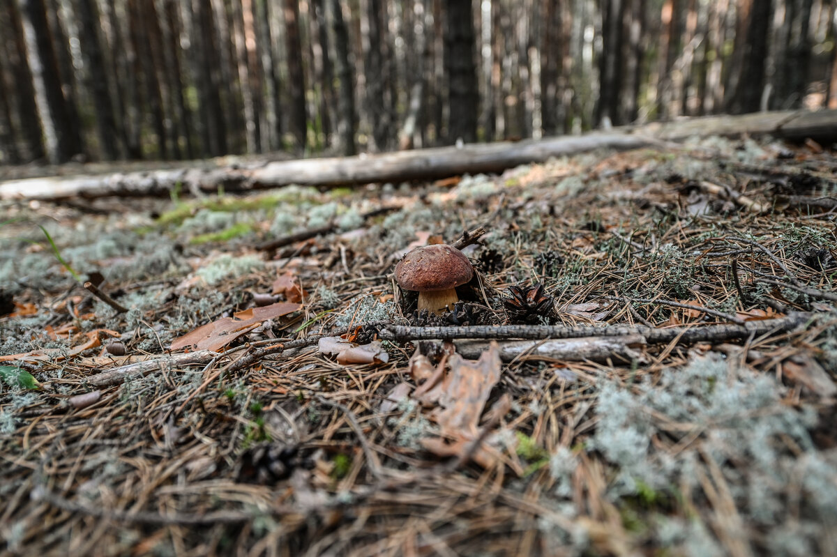 гриб боровик - сергей 