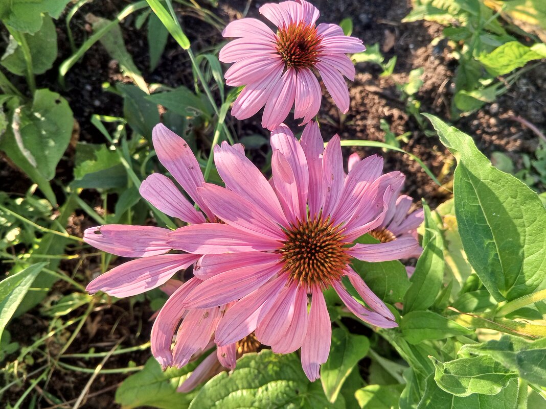 Эхинацея - Сапсан 