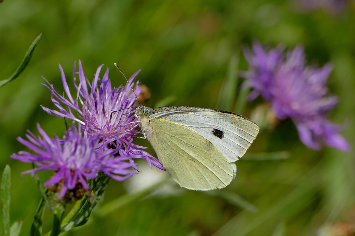 из снятого 1 августа 13 - Александр Прокудин