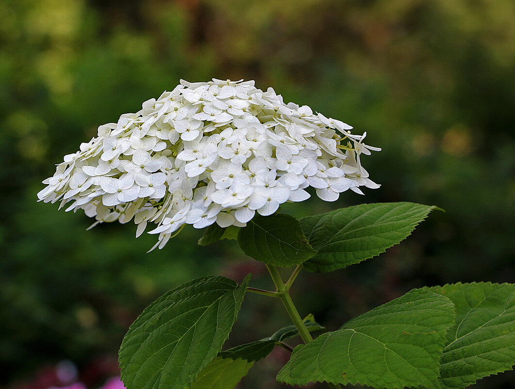 Зонтик от солнца - Светлана 