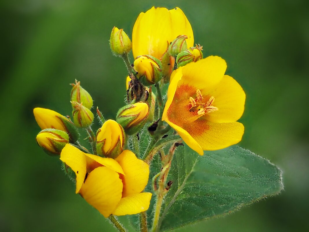 *** - Олег Алексеев *** - Олег Алексеев