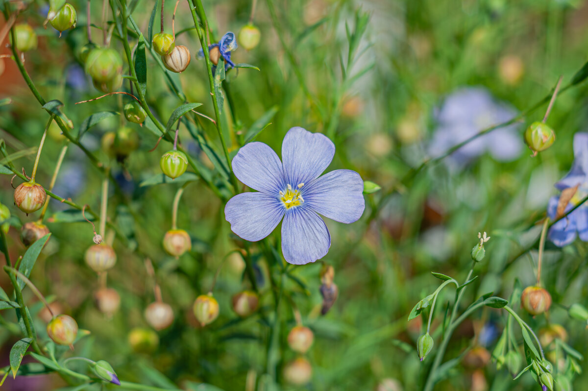Лён обыкновенный - Александр Филатов