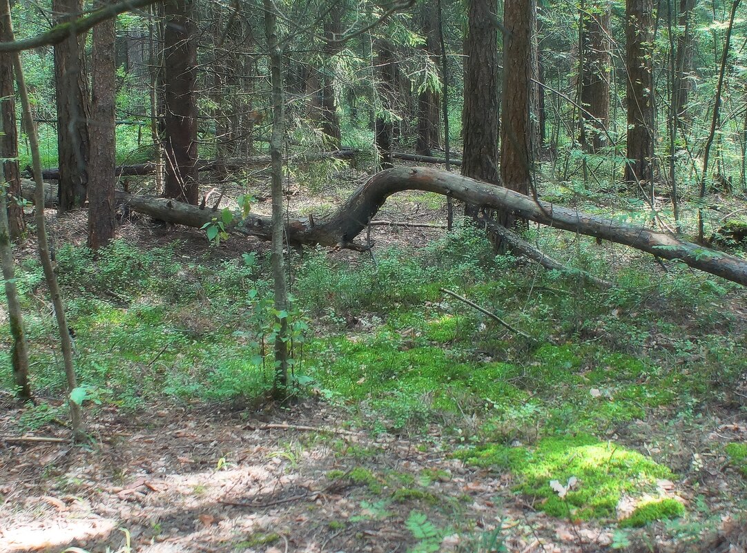 *** - Леонид leo