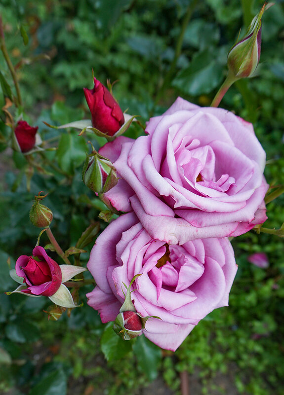 В розарии - Ольга 